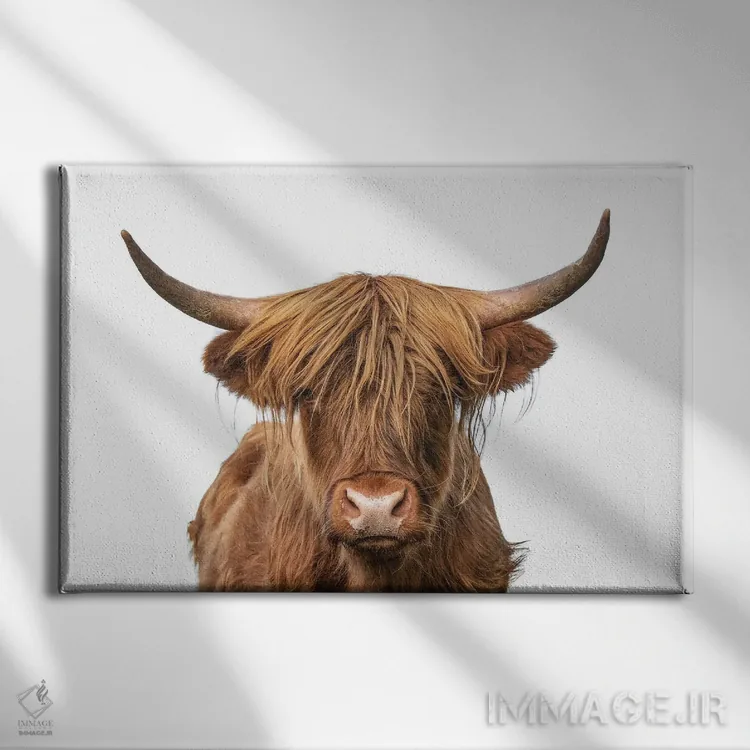 تابلو نمای نزدیک سر گاو کوهستانی (نژاد گاوی) اثر هنرمند ناشناس - نمای روبهرو روی دیوار