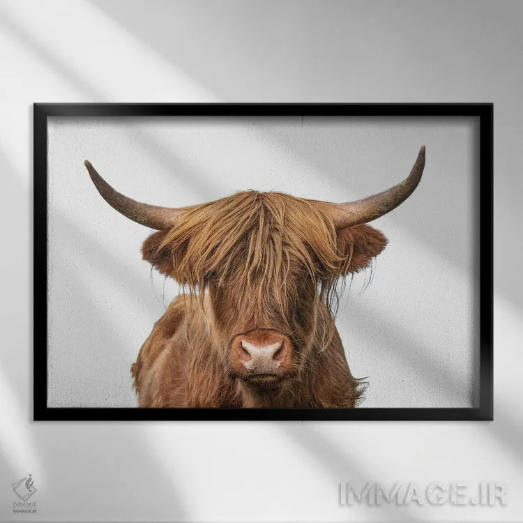 تابلو نمای نزدیک سر گاو کوهستانی (نژاد گاوی) اثر هنرمند ناشناس - نمای قابدار مشکی