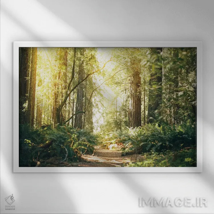 تابلو مسیر درختان ردوود کالیفرنیا اثر النا کولیـکووا - نمای قابدار سفید