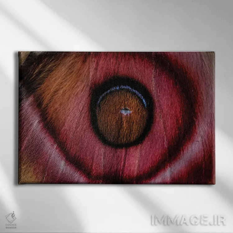 تابلو من میبینم (پروانه سوراکا ماداگاسکار) اثر النا کولیـکووا - نمای روبهرو روی دیوار