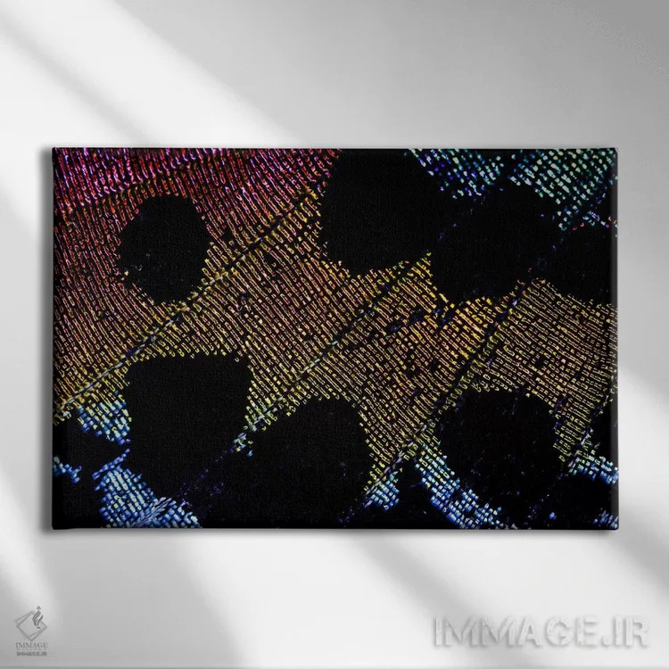 تابلو زیبایی پروانه غروب ماداگاسکار اثر النا کولیـکووا - نمای روبهرو روی دیوار