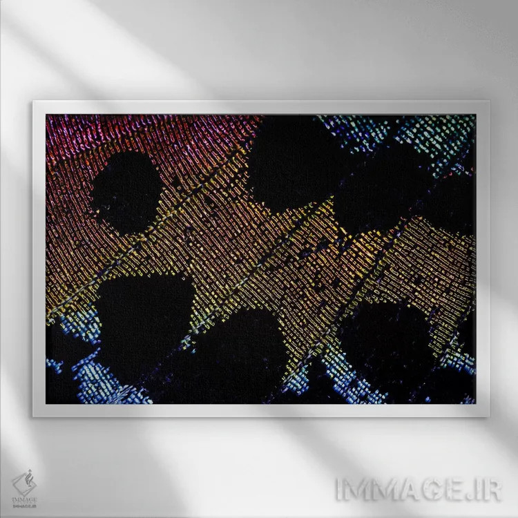 تابلو زیبایی پروانه غروب ماداگاسکار اثر النا کولیـکووا - نمای قابدار سفید