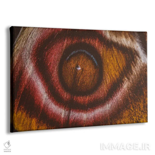 تابلو چشم میبینم II (پروانه سوراکا ماداگاسکار) اثر النا کولیـکووا - نمای پرسپکتیو محصول