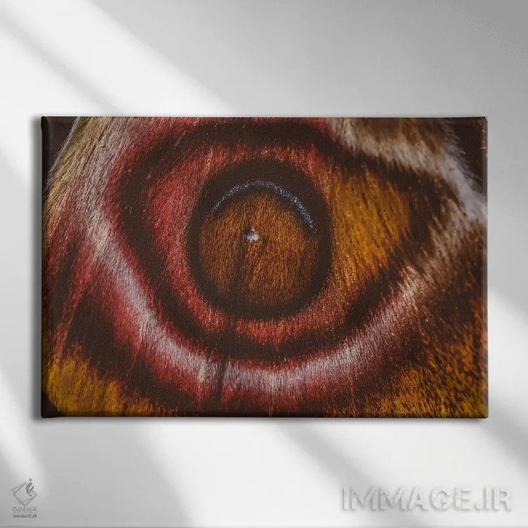 تابلو چشم میبینم II (پروانه سوراکا ماداگاسکار) اثر النا کولیـکووا - نمای روبهرو روی دیوار