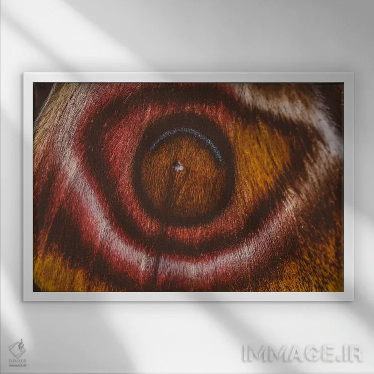 تابلو چشم میبینم II (پروانه سوراکا ماداگاسکار) اثر النا کولیـکووا - نمای قابدار سفید