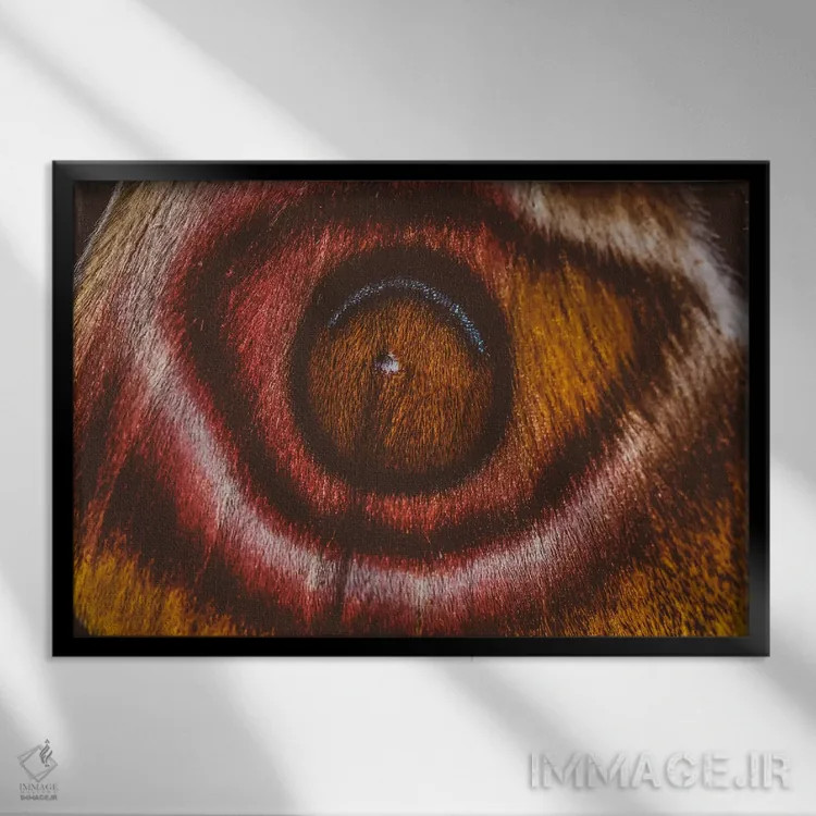 تابلو چشم میبینم II (پروانه سوراکا ماداگاسکار) اثر النا کولیـکووا - نمای قابدار مشکی