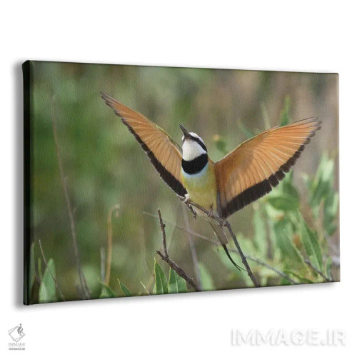 تابلو زنبورخوار (پرنده) اثر المر وایس - نمای پرسپکتیو محصول