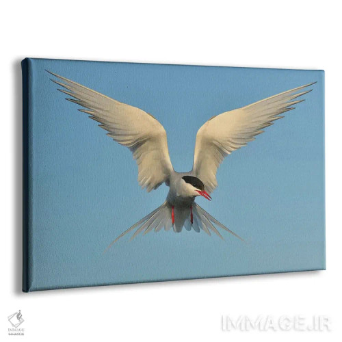 تابلو پرستوی دریای شمالگان اثر المر وایس - نمای پرسپکتیو محصول
