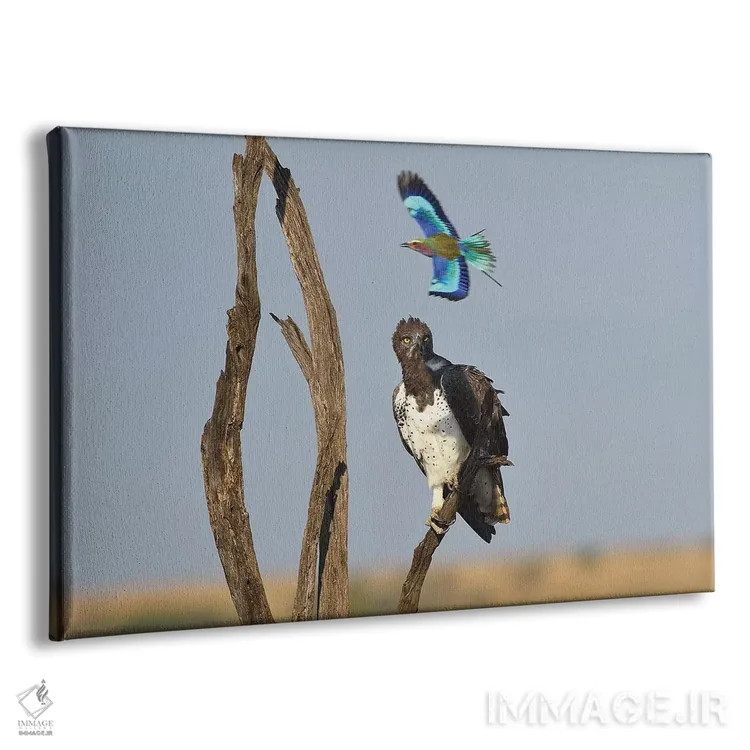 تابلو غلتزننده مزاحم عکس اثر المر وایس - نمای پرسپکتیو محصول