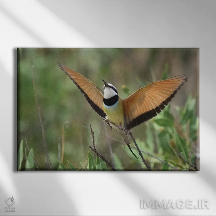 تابلو زنبورخوار (پرنده) اثر المر وایس - نمای روبهرو روی دیوار
