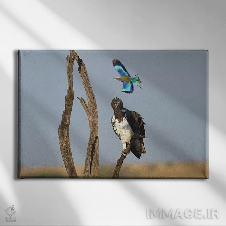 تابلو غلتزننده مزاحم عکس اثر المر وایس - نمای روبهرو روی دیوار