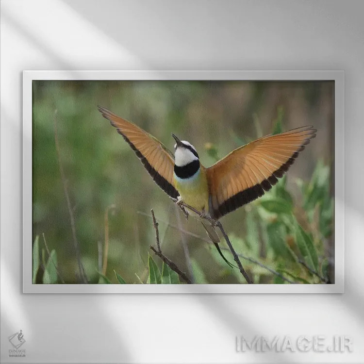 تابلو زنبورخوار (پرنده) اثر المر وایس - نمای قابدار سفید