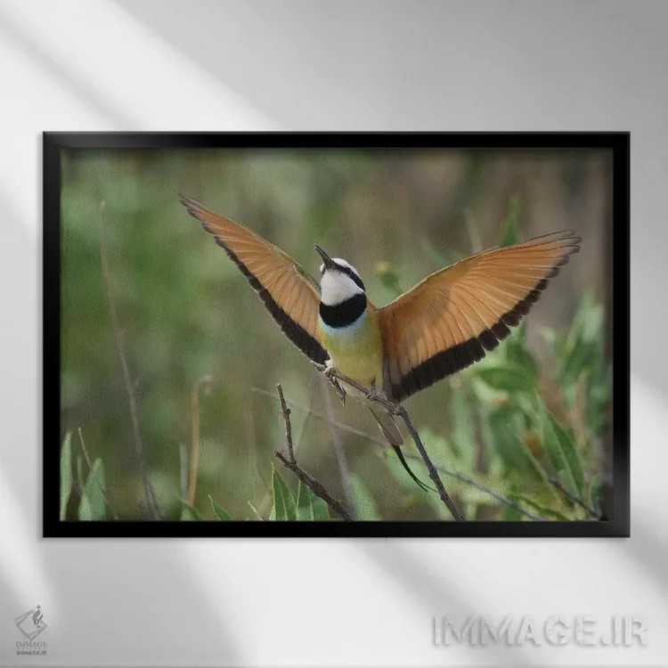 تابلو زنبورخوار (پرنده) اثر المر وایس - نمای قابدار مشکی