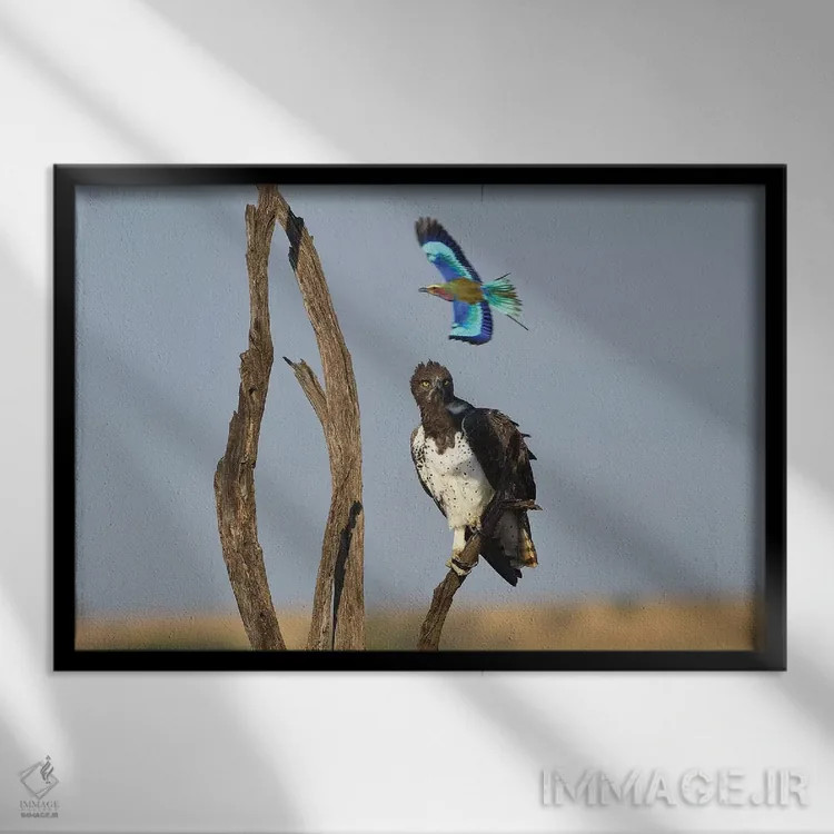 تابلو غلتزننده مزاحم عکس اثر المر وایس - نمای قابدار مشکی