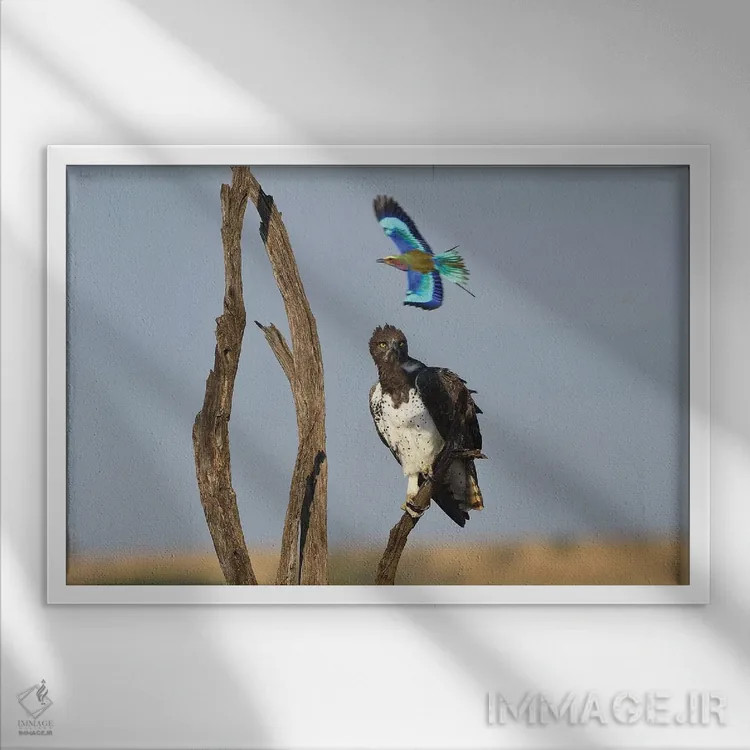 تابلو غلتزننده مزاحم عکس اثر المر وایس - نمای قابدار سفید