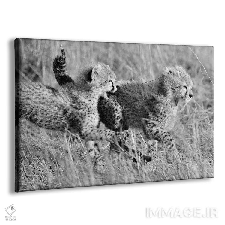تابلو یوزپلنگهای در حال بازی اثر المر وایس - نمای پرسپکتیو محصول