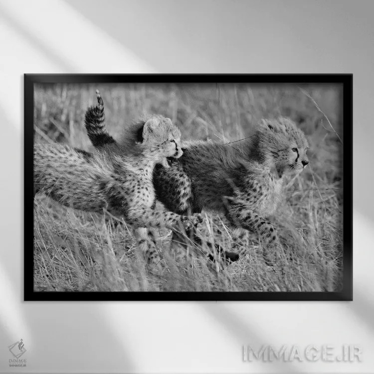 تابلو یوزپلنگهای در حال بازی اثر المر وایس - نمای قابدار مشکی