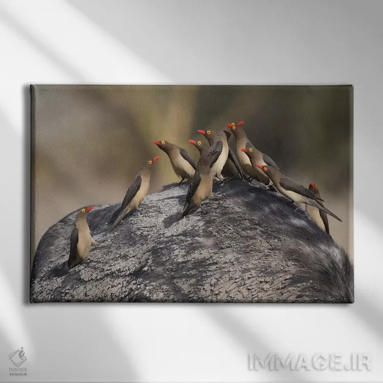 تابلو مرغ قرتاق نوکقرمز روی گاومیش اثر المر وایس - نمای روبهرو روی دیوار