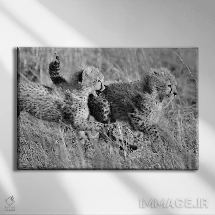 تابلو یوزپلنگهای در حال بازی اثر المر وایس - نمای روبهرو روی دیوار