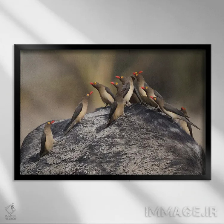 تابلو مرغ قرتاق نوکقرمز روی گاومیش اثر المر وایس - نمای قابدار مشکی