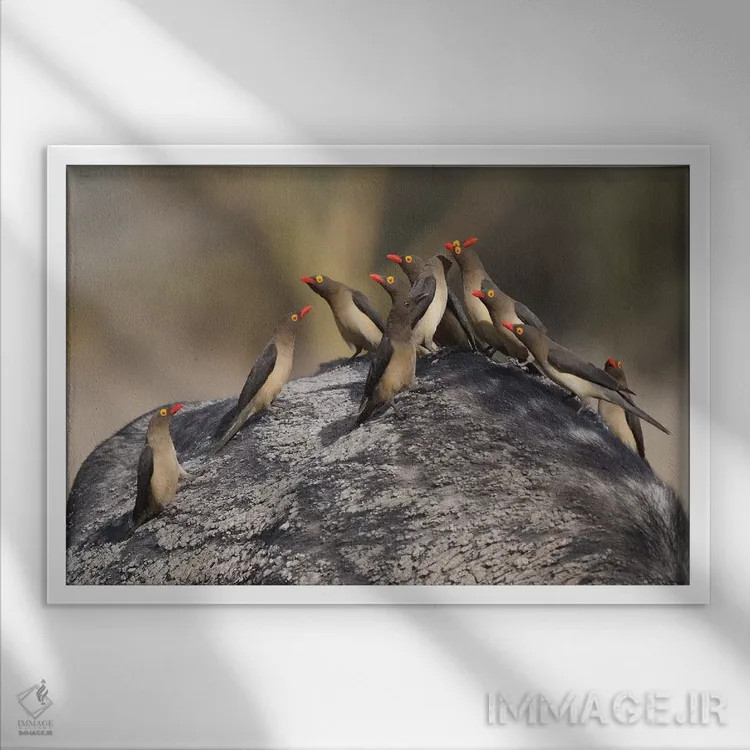 تابلو مرغ قرتاق نوکقرمز روی گاومیش اثر المر وایس - نمای قابدار سفید