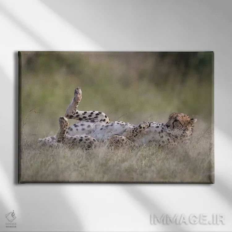 تابلو یوزپلنگ در حال استراحت اثر المر وایس - نمای روبهرو روی دیوار