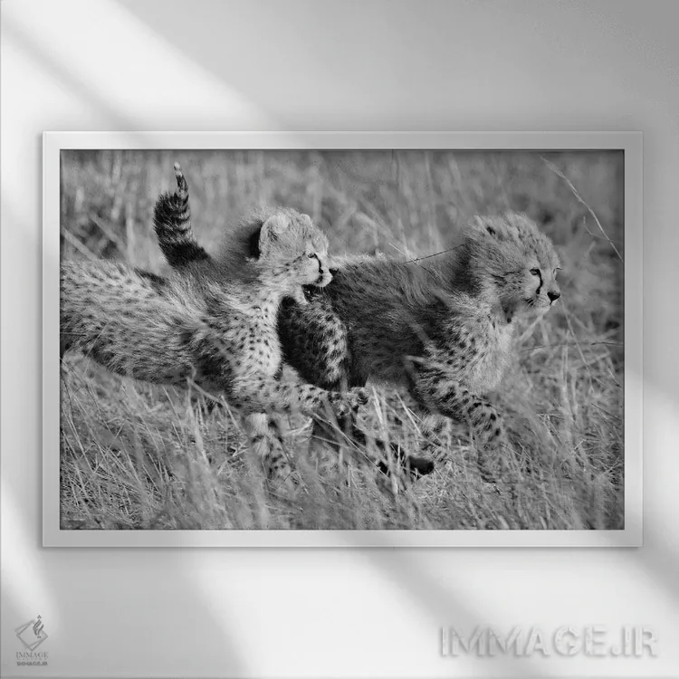 تابلو یوزپلنگهای در حال بازی اثر المر وایس - نمای قابدار سفید