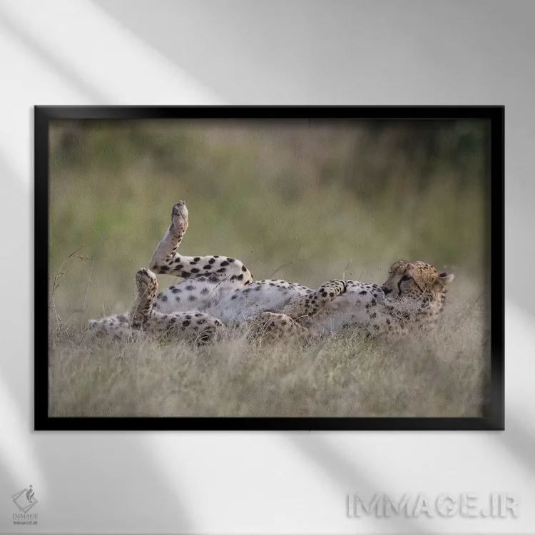 تابلو یوزپلنگ در حال استراحت اثر المر وایس - نمای قابدار مشکی