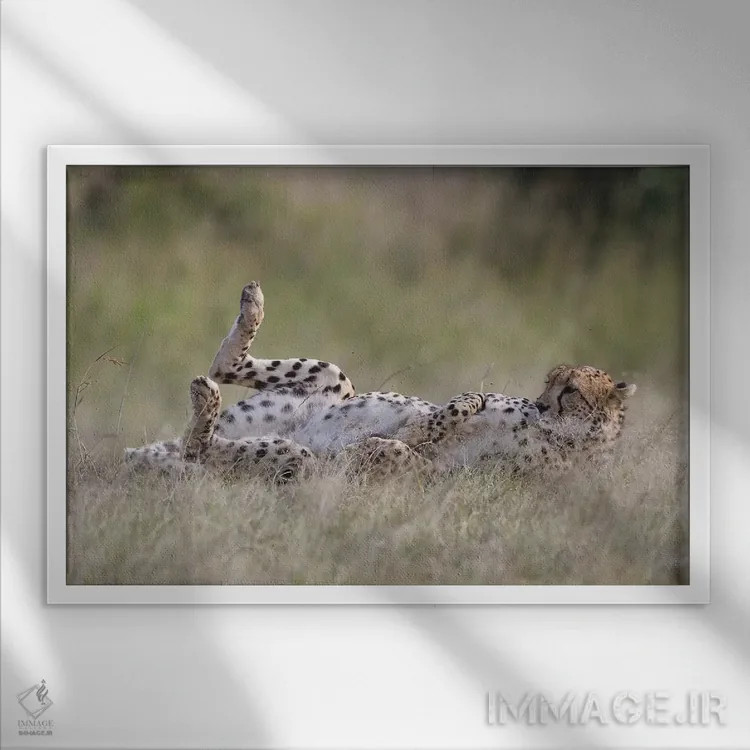 تابلو یوزپلنگ در حال استراحت اثر المر وایس - نمای قابدار سفید