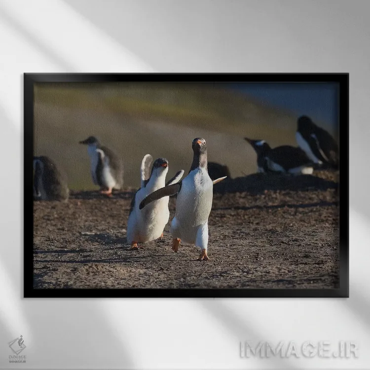 تابلو جنتوهای در حال دویدن (نوع پنگوئن) اثر المر وایس - نمای قابدار مشکی
