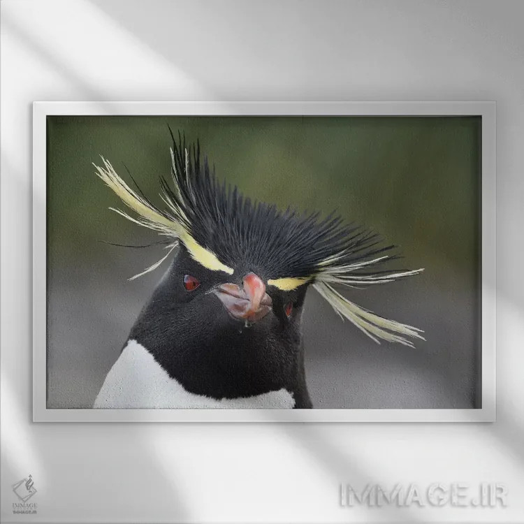 تابلو پنگوئن راکهاپر اثر المر وایس - نمای قابدار سفید