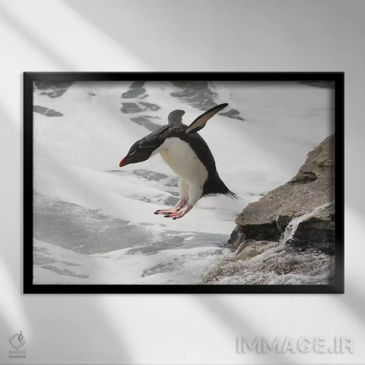 تابلو پرش پنگوئن راکهاپر اثر المر وایس - نمای قابدار مشکی