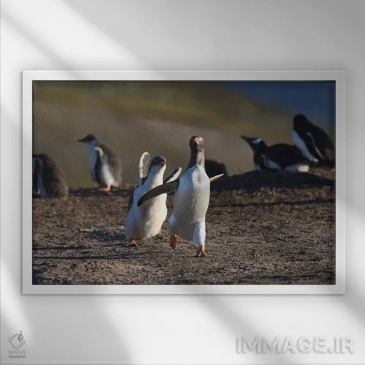 تابلو جنتوهای در حال دویدن (نوع پنگوئن) اثر المر وایس - نمای قابدار سفید