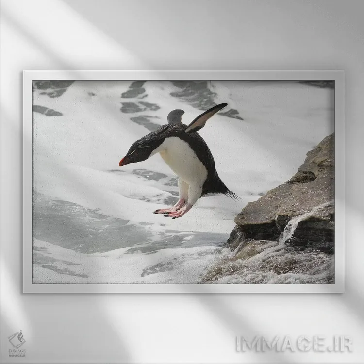 تابلو پرش پنگوئن راکهاپر اثر المر وایس - نمای قابدار سفید