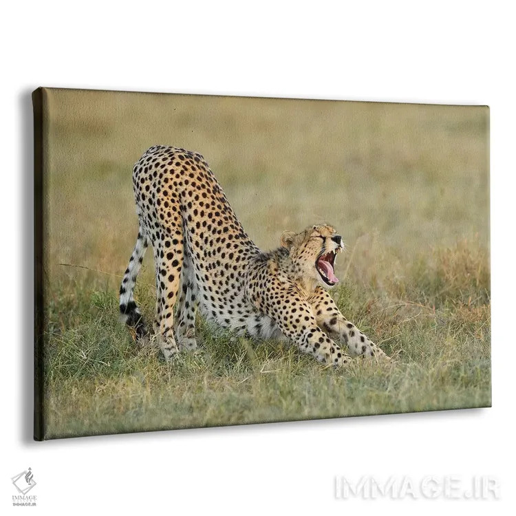 تابلو یوزپلنگ کش و قوسدهنده اثر المر وایس - نمای پرسپکتیو محصول