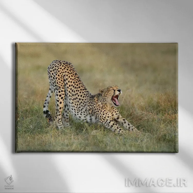 تابلو یوزپلنگ کش و قوسدهنده اثر المر وایس - نمای روبهرو روی دیوار
