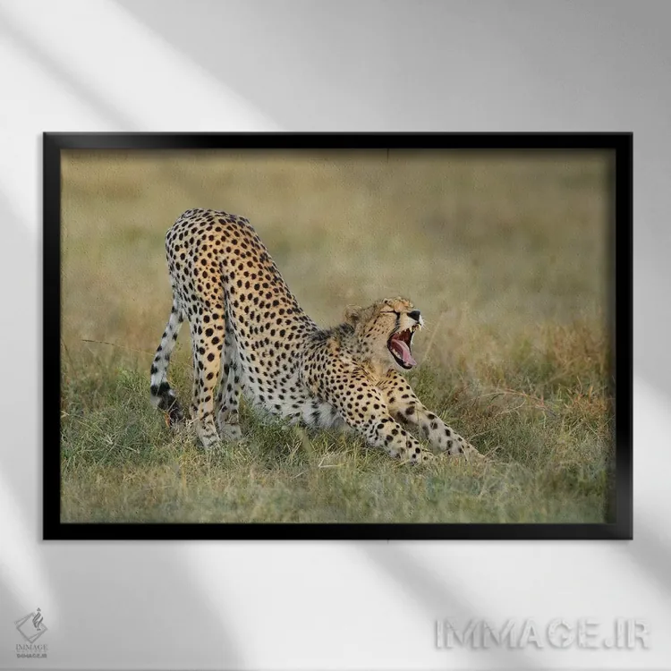 تابلو یوزپلنگ کش و قوسدهنده اثر المر وایس - نمای قابدار مشکی