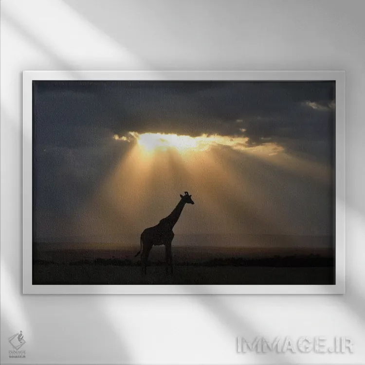 تابلو غروب با زرافه اثر المر وایس - نمای قابدار سفید