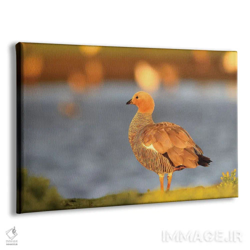 تابلو غاز بالادست اثر المر وایس - نمای پرسپکتیو محصول