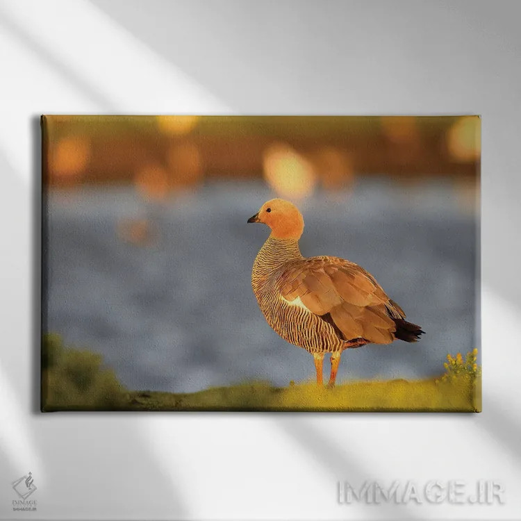 تابلو غاز بالادست اثر المر وایس - نمای روبهرو روی دیوار