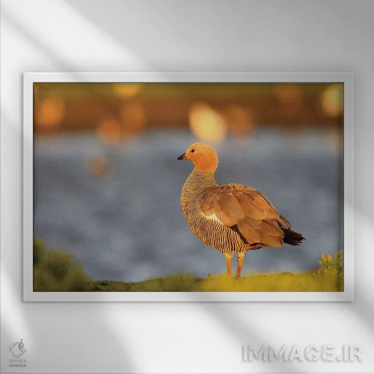 تابلو غاز بالادست اثر المر وایس - نمای قابدار سفید