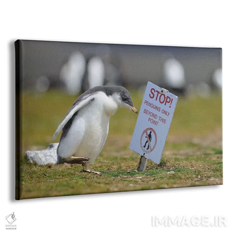 تابلو به جلو برو کوچک پنگوئن اثر المر وایس - نمای پرسپکتیو محصول