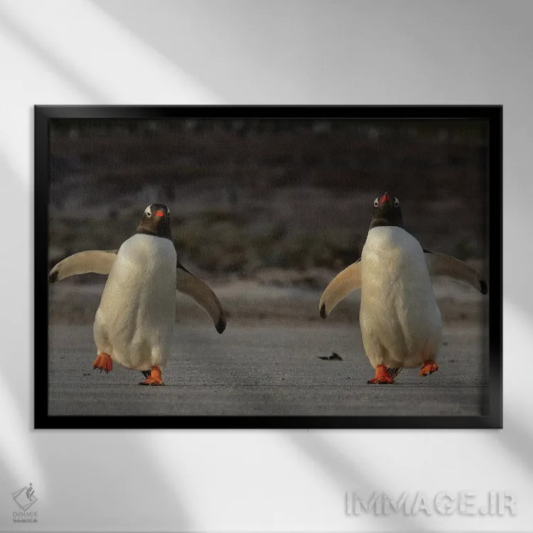 تابلو پنگوئنهای جنتوی تلوتلوخوران اثر المر وایس - نمای قابدار مشکی