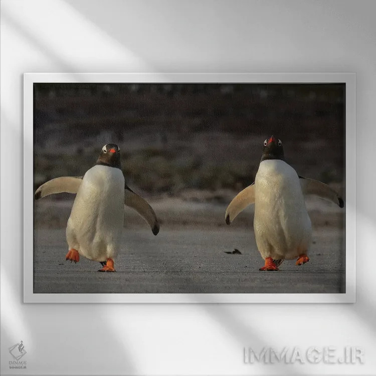 تابلو پنگوئنهای جنتوی تلوتلوخوران اثر المر وایس - نمای قابدار سفید