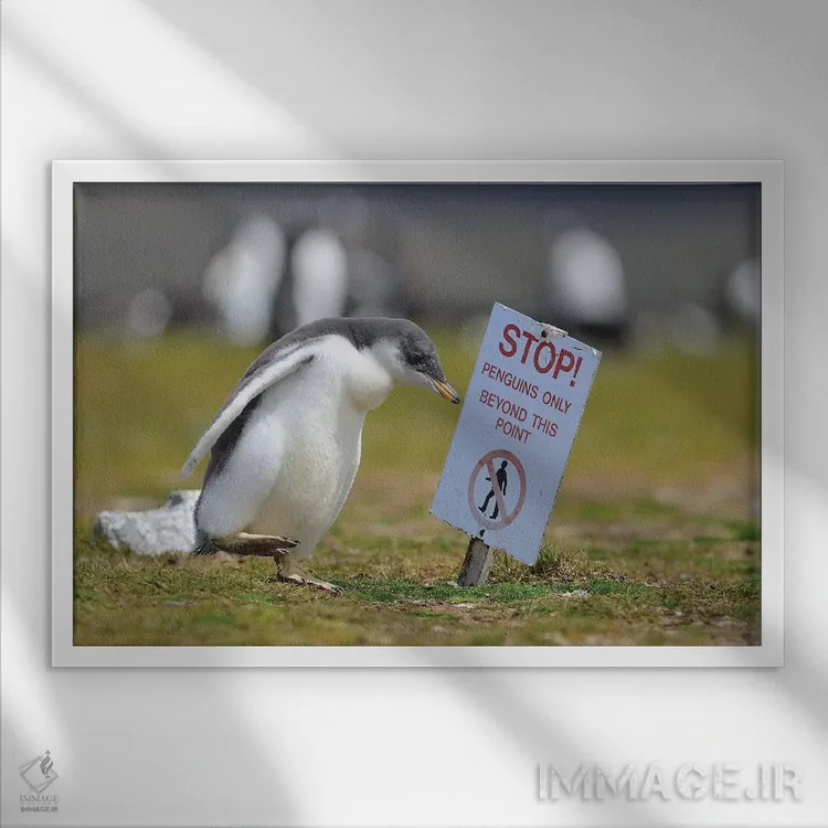 تابلو به جلو برو کوچک پنگوئن اثر المر وایس - نمای قابدار سفید