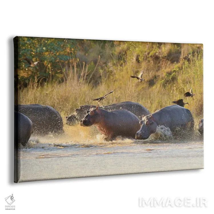 تابلو گروهی از اسبهای آبی وارد رودخانه میشوند اثر المر وایس - نمای پرسپکتیو محصول