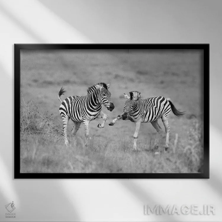 تابلو گورخرها اثر المر وایس - نمای قابدار مشکی