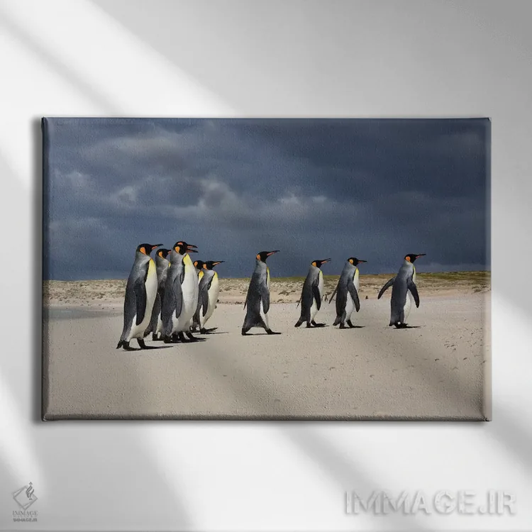 تابلو گروهی از پنگوئنهای پادشاه در حال راه رفتن اثر المر وایس - نمای روبهرو روی دیوار