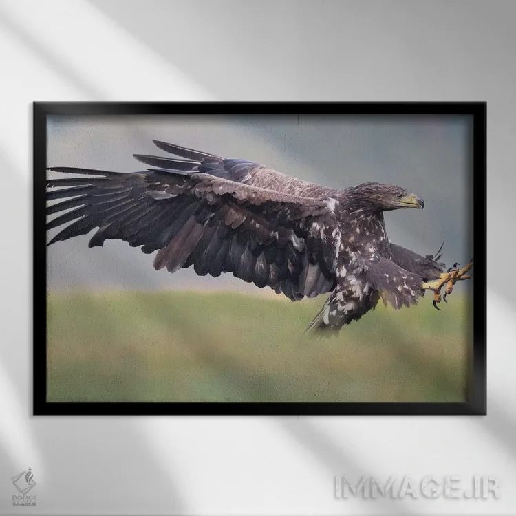 تابلو حمله عقاب دمسفید اثر المر وایس - نمای قابدار مشکی