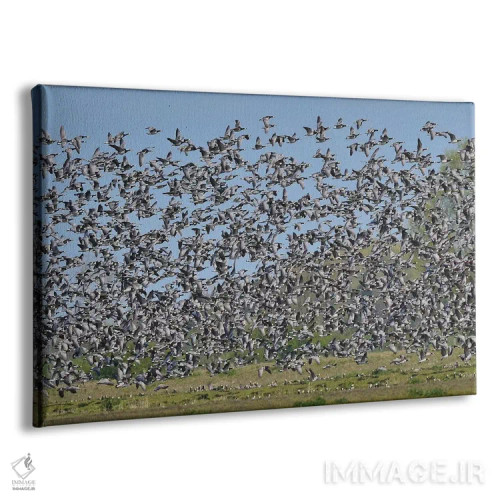 تابلو مهاجرت غازهای بارناکل اثر المر وایس - نمای پرسپکتیو محصول